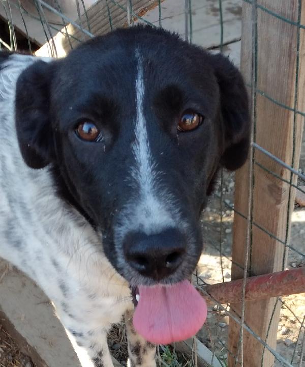 NORA, METICCIA TAGLIA MEDIA CONTENUTA, NATA IN MARZO 2025 Foto 7